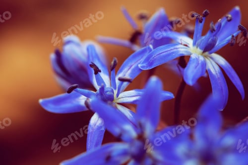 Preview: Scilla Bifolia, The Alpine Squill Blue Flower In Early Spring, Macro Photo