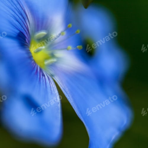 Preview: Close-Up Of Blue Flax Flower. Macro