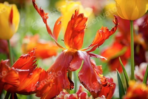 Preview: Red Tulip Flowers On The Garden, Outdoor Park