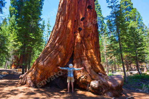 Preview: Sequoias Forest In Summer Season