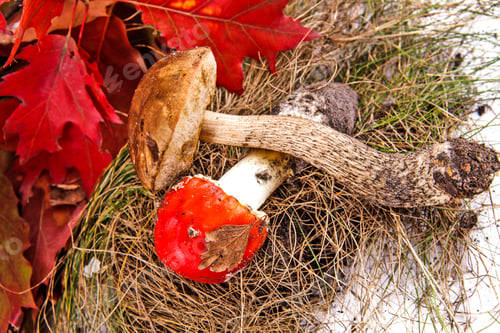 Preview: Bright Red Toadstool At The Autumn Forest