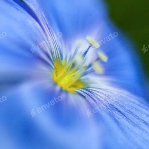 Preview: Close-Up Of Blue Flax Flower. Macro