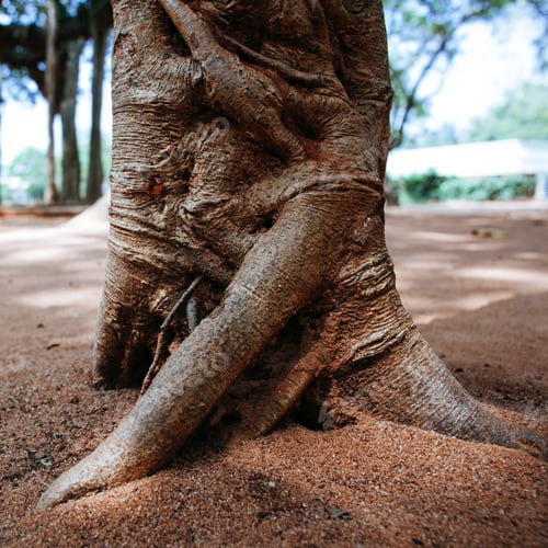 Preview: Famous Banyan Tree In Auroville, India