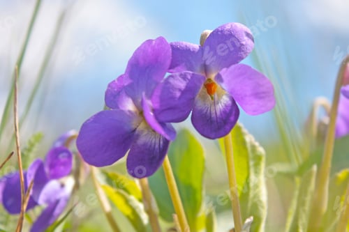Preview: Beautiful Spring Violet Flower In Spring Grass
