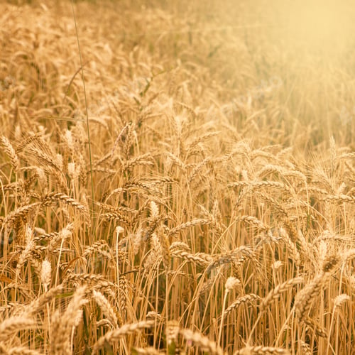 Preview: Field Of Wheat Ready To Be Harvested.