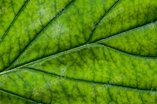 Preview: Green Leaf With Structure, Macro