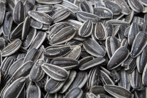 Preview: Organic Sunflower Seed For Background Uses
