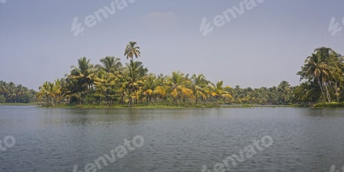 Preview: Palm Trees Taken On The Backwaters Of Kerala, India