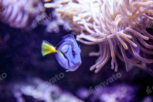 Vista previa: A Blue Fish In The Aquarium