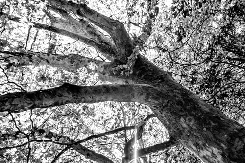 Preview: Black And White Graphical Natural Background Of Trees In Summer