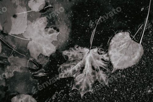 Preview: Yellow Maple Leaf To Swim On The Water. Autumn Leaves In A Water