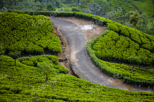 Preview: Tea Plantation Landscape In Sri Lanka