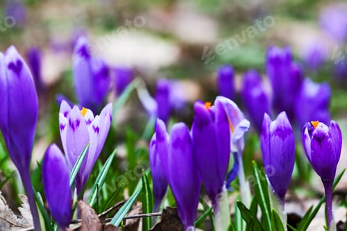 Preview: Violet Crocus Flowers In Early Spring
