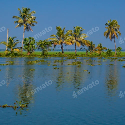 Preview: Palm Trees Taken On The Backwaters Of Kerala, India