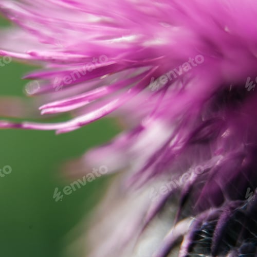 Preview: Closeup Of A Milk Thistle Flower
