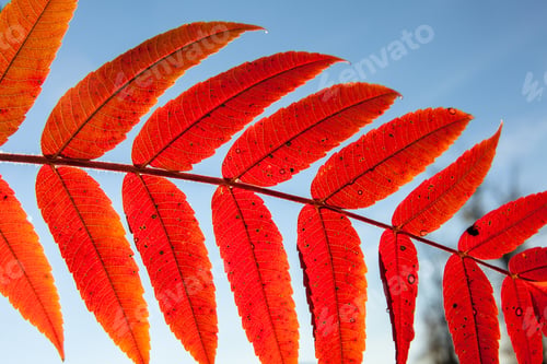 Preview: Beautiful Red Autumn Leaf Over The Blue Sky