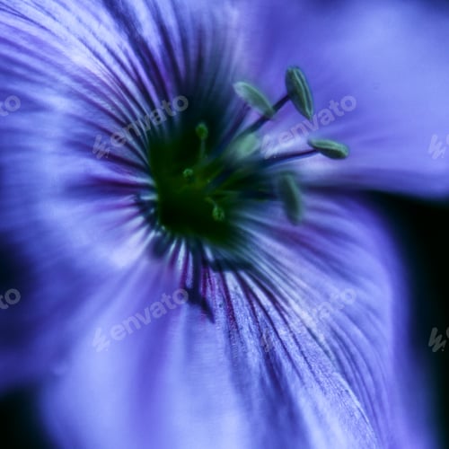Preview: Close-Up Of Blue Flax Flower. Macro