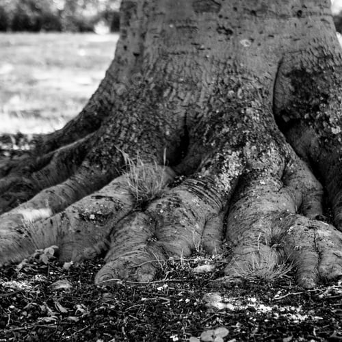 Preview: Black And White Graphical Natural Background Of Trees In Summer