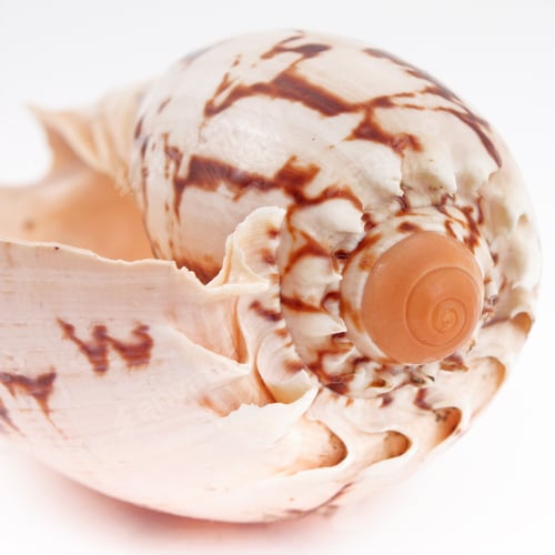 Preview: Seashell On The White Background