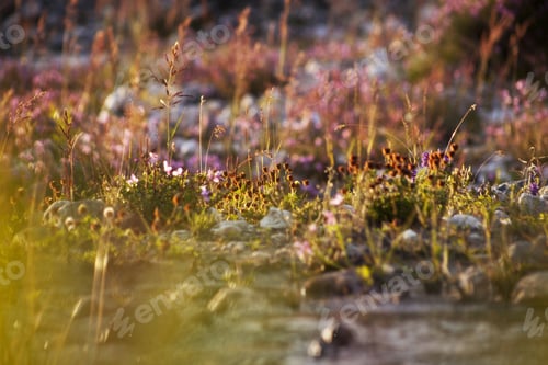 Preview: Golden Evening On The Meadow - Grass And Flowers