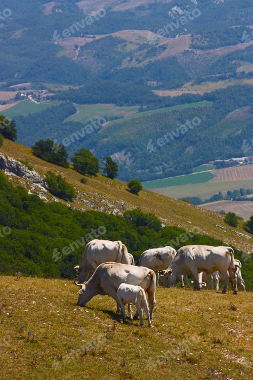 Preview: Cows Grazing In The Italian Apennines Taken In Summer