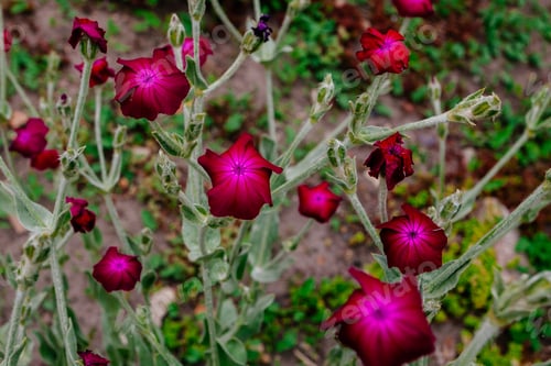 Preview: Wild Pink Carnations On Summer Field, Background
