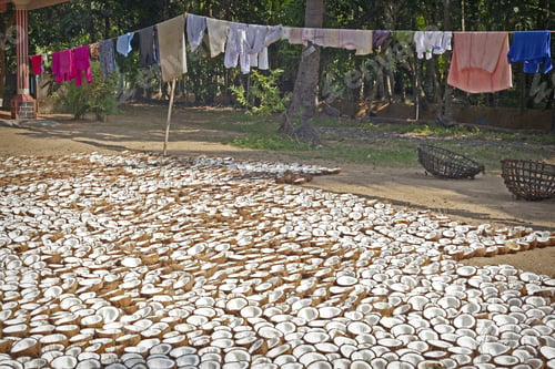 Preview: A Lot Of Fresh Tasty Coconuts Near Traditional Indian House