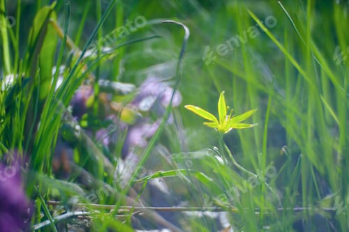 Preview: Yellow Flower In Green Summer Grass Meadow Close-Up With Bright Sunlight. Sunny Spring Background