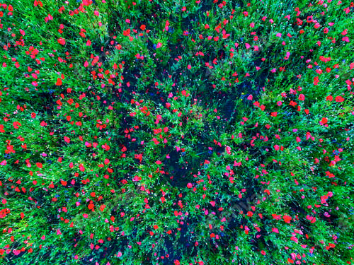 Preview: Large Field Of Red Poppy Flowers In Early Summer