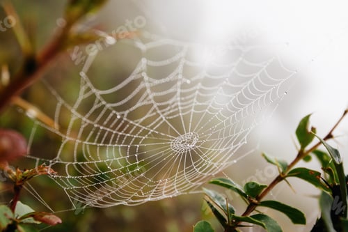 Preview: Spider Net With Water Drops, Early Morning Fog