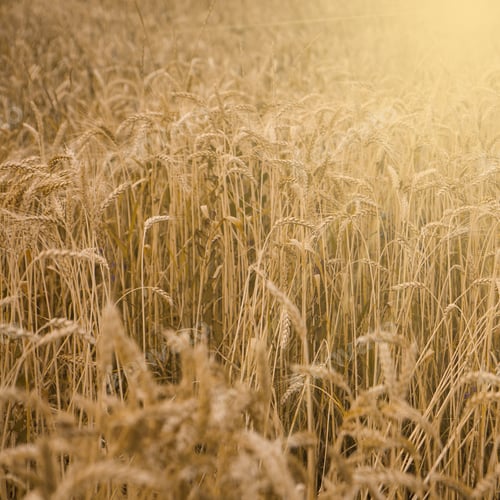 Preview: Field Of Wheat Ready To Be Harvested.