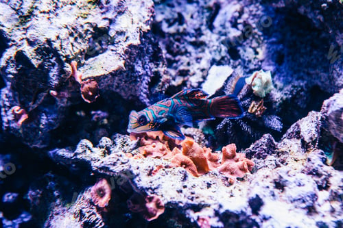 Preview: A Blue Fish In The Aquarium