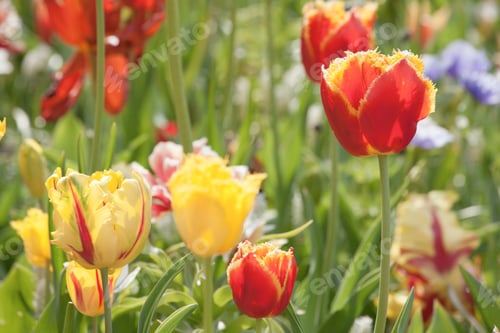 Preview: Colorful Tulips In The Park.