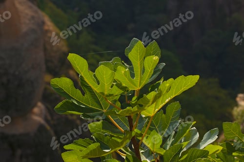 Preview: Green Leafes On The Sunset Sime