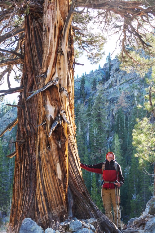 Preview: Man Hiking Bay The Trail In The Forest.Nature Leisure Hike Travel Outdoor