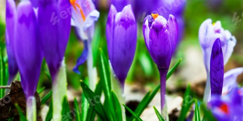 Preview: Violet Crocus Flowers In Early Spring