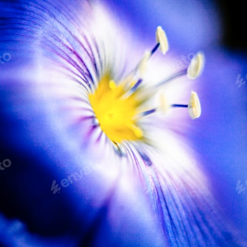 Preview: Close-Up Of Blue Flax Flower. Macro