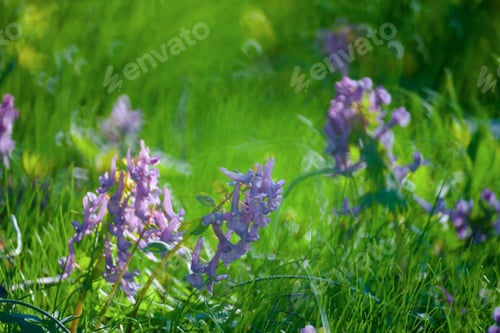 Preview: Violet Flowers Green Summer Grass Meadow Close-Up With Bright Sunlight. Sunny Spring Background