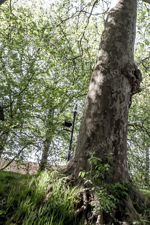 Preview: Green Natural Background Of Trees In Summer