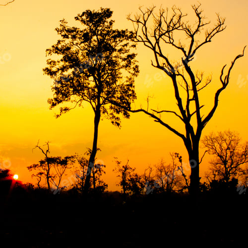 Preview: Beautiful Tree Silhouette And Sun At The Sunset Time