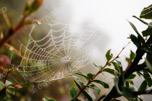 Preview: Spider Net With Water Drops, Early Morning Fog