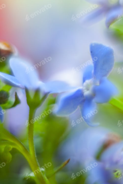 Preview: Macro Of Forget-Me-Not Flower