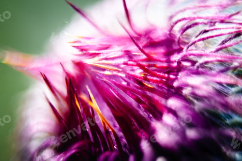 Preview: Closeup Of A Milk Thistle Flower