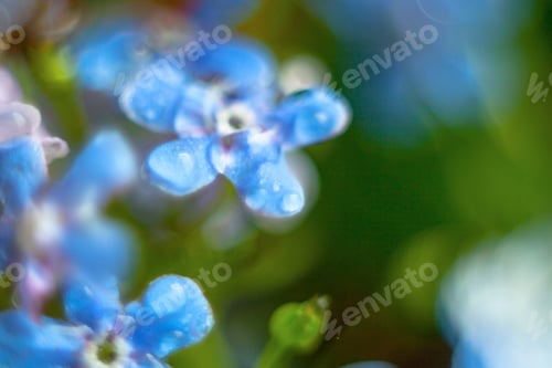 Preview: A Bunch Of Forget Me Nots With Morning Dew Drops
