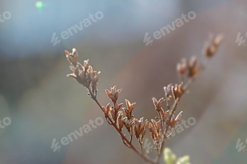 Preview: First Leafes And Kidneys In Spring Inbright Sunlight