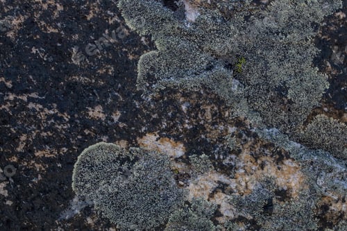 Vorschau: Textur des Steins mit Moos darauf, Himalaya