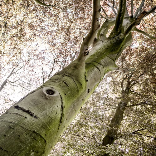 Preview: Green Natural Background Of Trees In Summer