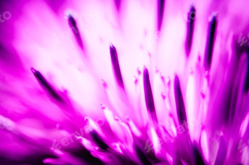 Preview: Closeup Of A Milk Thistle Flower