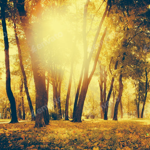 Preview: Sunrise In Autumn Forest