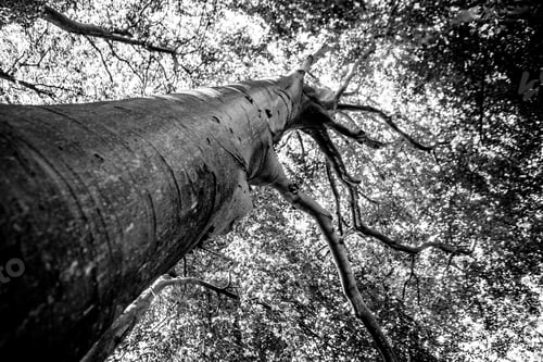 Preview: Black And White Graphical Natural Background Of Trees In Summer